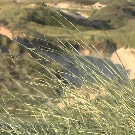 Sea Star * Egmond aan Zee